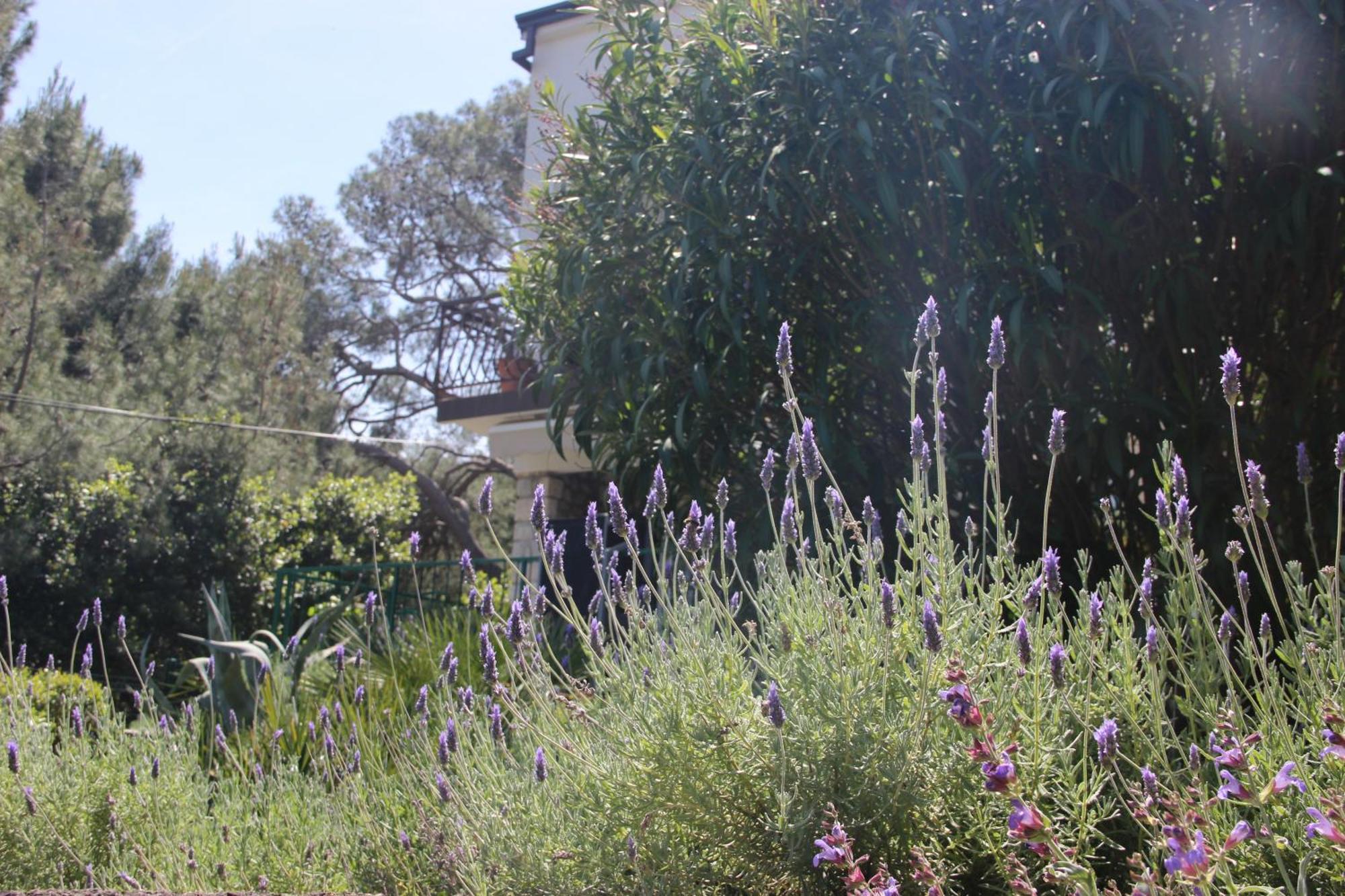 Cappelli Apartments - Losinj 木洛希尼 外观 照片
